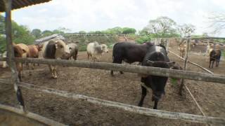 Veracruz Agropecuario  Engorda Intensiva y Bienestar Animal [upl. by Adnwahsat524]