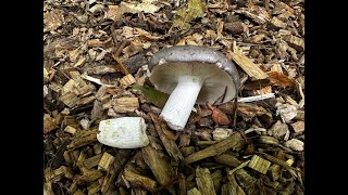 Identifying the Charcoal Burner Russula cyanoxantha [upl. by Yrekaz783]