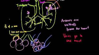 The Lungs and Pulmonary System in Bangla [upl. by Oad300]