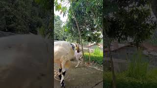 DOMBA GARUT MIJAH shortvideo domba animals sheep shorts fyp fypシ゚ dombagarut ternak [upl. by Pik835]