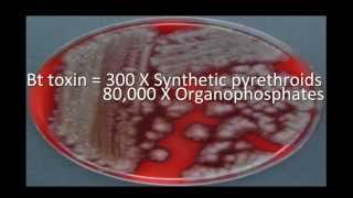 Bacillus thuringiensis Bt diversity [upl. by Jolie]