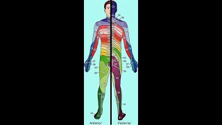 Dermatomes amp myotomes made easydpt medicalstudent [upl. by Christel]