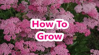 How To Grow That Achillea Cherries Jubilee [upl. by Anek]