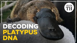 Why are platypuses so weird [upl. by Cate]