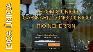 Fishing Planet  Lepomis Único e Gar de nariz longo Único no Rio Neherrin 🎣 [upl. by Safier]