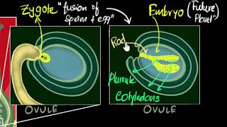 Fertilisation zygote embryo germination  How do organisms reproduce  Biology  Khan Academy [upl. by Atalaya377]