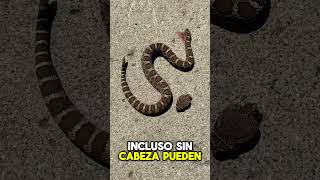 ¡Serpiente en Movimiento sin CABEZA shorts [upl. by Haymo]