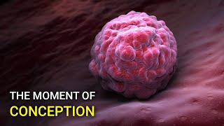 Watch the moment the egg is fertilized [upl. by Elden]