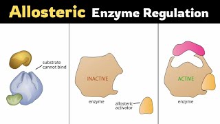 Allosteric Regulationof Enzymes [upl. by Etnasa]