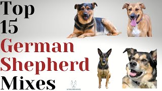 15 German Shepherd Mixes That Will MELT Your Heart [upl. by Zusman408]