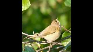 Pilkoji Pečialinda  Phylloscopus Collybita  Chiffchaff [upl. by Michaele]