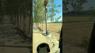 Use An Excavator To Cooperate With Loggers In Cutting Down Trees [upl. by Dav]