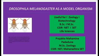 Drosophila as a model organism [upl. by Enaamuj291]