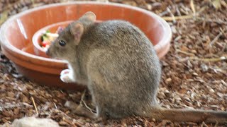 Bettongies à queue touffue  Borstelstaartkangoeroeratten  Brushtailed bettong  Pairi Daiza 2019 [upl. by Ruosnam]