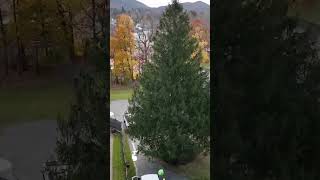 Rockefeller Christmas tree reveal Norway Spruce from Massachusetts picked for primetime 🌲  NBC 7 [upl. by Templa]