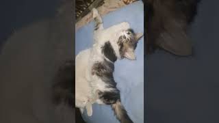 4k life rescue cute cat kittens Chelsea playing 🐈 😻 💕 p552 kittens cutebaby cat [upl. by Eigna219]