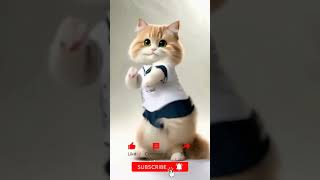 kucing Joget Lucu  Karate Cat Dance cat catlover funny youtubeshorts shorts [upl. by Reviere]