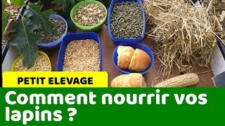 Comment nourrir vos lapins et varier leur alimentation [upl. by Hurff]