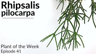 How To Care For Rhipsalis pilocarpa  Plant Of The Week Ep 41 [upl. by Bianca]