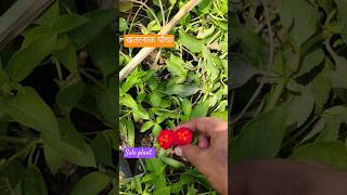 फूलों वाला पौधा plants plantfarming garden agriculture farming farmer nursery grafting yt [upl. by Ikaz]