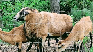 The bad boys Barbados Blackbelly Rams and wethers 8272021 [upl. by Warfore]