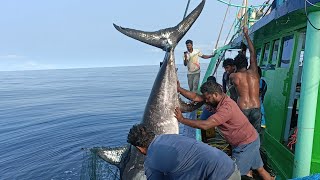 200கிலோ மார்லின் மீனை தண்ணில பாஞ்சி புடிச்சாச்சுDEEPSEA BLUE MARLIN FISH CATCHING LIVE [upl. by Sillyhp]