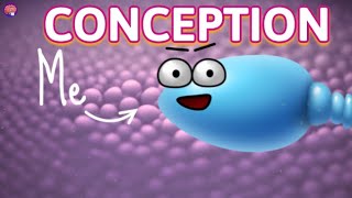 Your Body From Conception to Pregnancy to Child Birth  Compilation [upl. by Shulem]