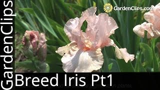 Iris Genetics and Hybridizing with Dr Kenneth Kidd  Part 1  Breeding Iris The Basics [upl. by Par]