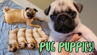 Pug Puppy Compilation [upl. by Malamut]