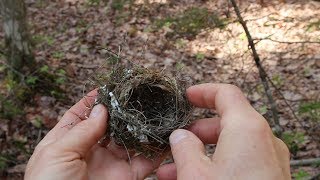 Nature Moments How to Build a Birds Nest [upl. by Cutter]