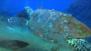 SSYONGALA WRECK by TOURISM QLD [upl. by Onailerua22]