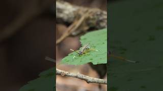 Ichneumonid Wasp drinks water from droplets on leaf [upl. by Tansey]