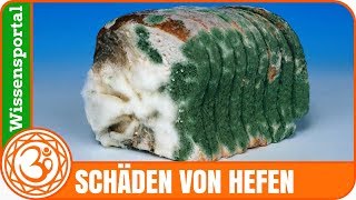 Schäden von thermophilen Hefen im Brot  Hefeexperiment [upl. by Rotceh]