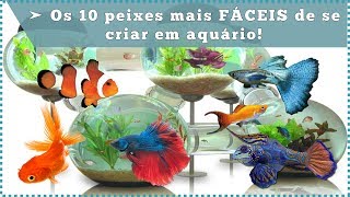 Os 10 peixes mais FÁCEIS de se criar em aquário [upl. by Calvinna]