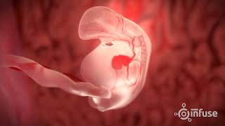 Fetal Development 3D Animation  Infuse Medical [upl. by Nama]