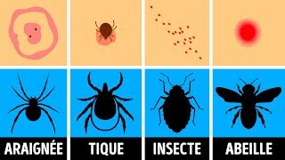 Comment Identifier une Piqûre dInsecte et que Faire Quand ça Arrive [upl. by Suzan773]