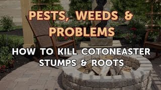 How to Kill Cotoneaster Stumps amp Roots [upl. by Orlanta]