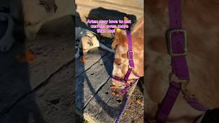 Funny dog shares carrots with his horse friend 🐶 🥕 🐴 dog shorts [upl. by Enyr]