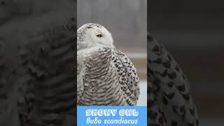 Snowy Owl 1 [upl. by Atteuqihc419]