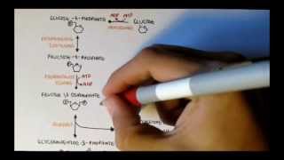 Human Metabolism Map II  Gluconeogenesis amp Glycogenesis [upl. by Ednarb]