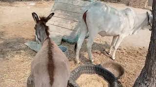 donkeyscowseatviral trending animals donkey wildlife [upl. by Namyh]