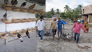 Pigeons Were Released In Parrot Dipankar New Farm  Naya Farm Pe Birds Aagaya [upl. by Tartan]