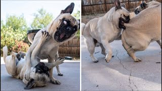 Funny and Cute Pug Videos That Will Change Your Mood For Good [upl. by Orazio810]