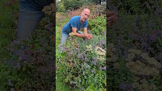 Catmintcatnip nepeta cataria gardening herbs permaculture explore ideas adventure garden [upl. by Noell]