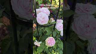 David Austin roses in my garden part II [upl. by Ylurt174]