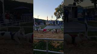 Piggy Grand Prix AllAlaskan Racing Pigs hurdles [upl. by Verna]