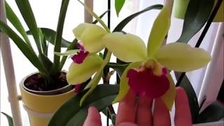 Цветение орхидей Rhynchostylis coelestis Cattleya Merry Green Sophronitis cernua [upl. by Rutledge44]