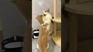 The Funniest Cats on the Internet🐾🐈 eps 17 shorts catcomedy catpaws cutecats [upl. by Wendall]