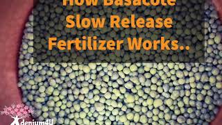 How Basacote Slow Release Fertilizer Works [upl. by Irwinn]