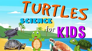 Turtles  Science for Kids [upl. by Udela435]